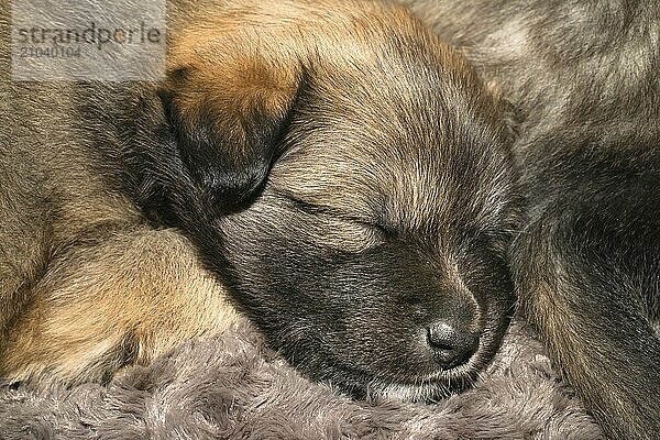 Four-week-old puppy (Icelandic Hound breed)