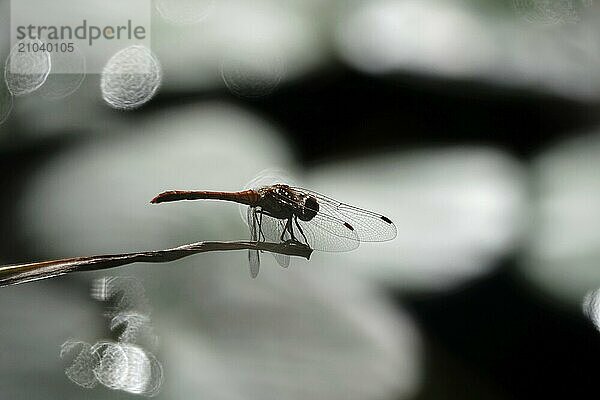 Dragonfly  Summer  Saxony  Germany  Europe