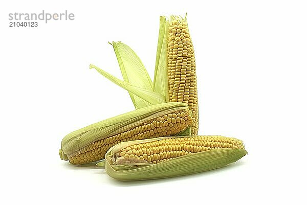 Fresh raw maize or corn on the cob with leaves isolated on white background  low angle view