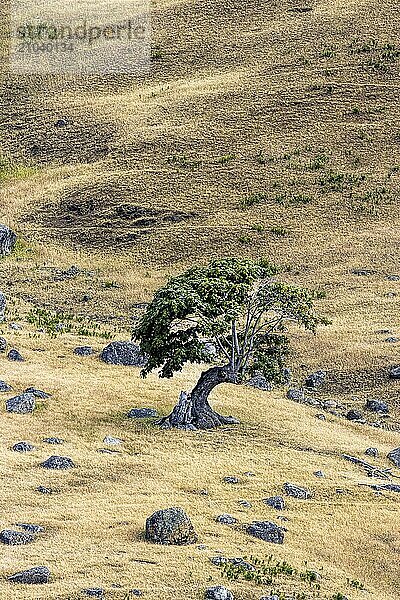 A lone tree on the banks of Spieden Island on the north end of San Juan Island in Washington