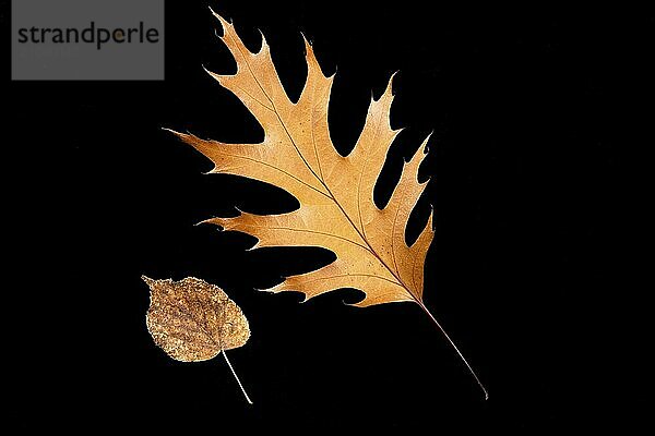 An abstract flat lay photo of dried autumn leaves set against a black background