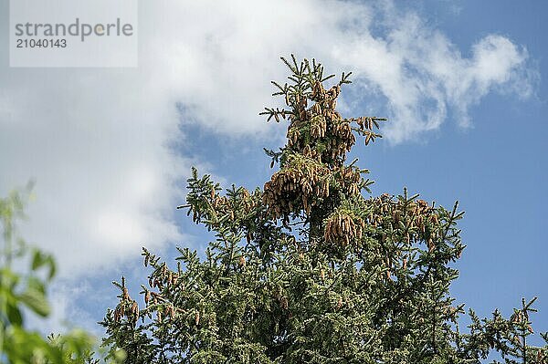 Pine cones in the crown of a fir trees (Abies)  Bavaria  Germany  Europe