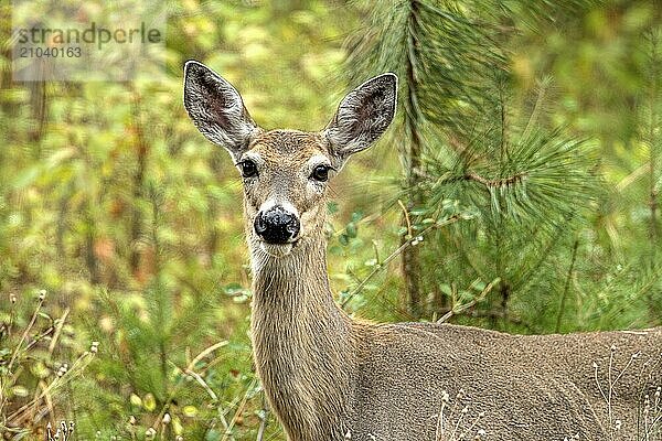 A beautiful white tail deer in the forest near Rathdrum  Idaho