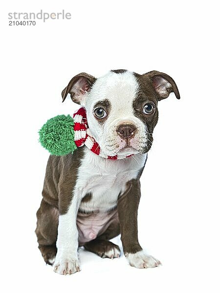 A studio photo of an innocent and shy looking Boston Terrier puppy on a white background