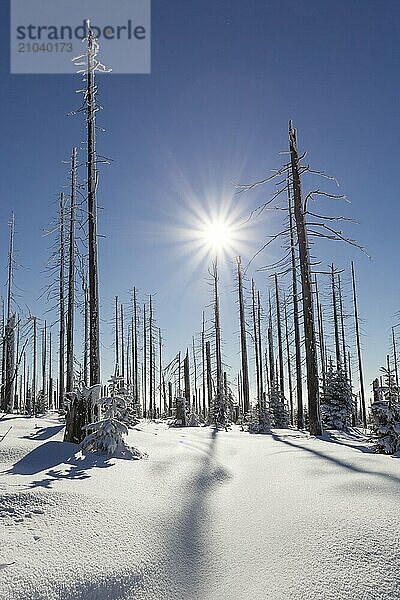 Winter in the Bavarian Forest  winter in bavarian forest