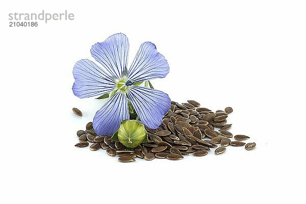 Vibrant blue common flax flower and seeds in close up isolated on white background