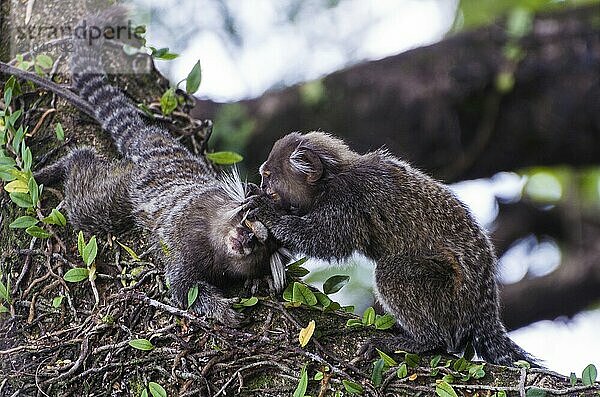 Beautiful marmoset monkey (Callithrix jacchus) found in large quantities in the city of Salvador in Brazil