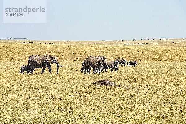 Herd of African Elephants (Loxodonta africana) walking on a dry grass savanna in Africa with a view to the horizon  Maasai Mara National Reserve  Kenya  Africa