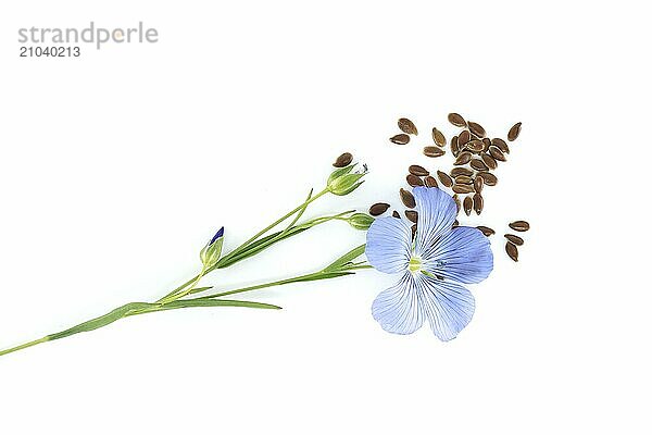 Stems of flowering flax  linseed seeds and flax fruit round capsules isolated on white background. Linum usitatissimum or Common Flax