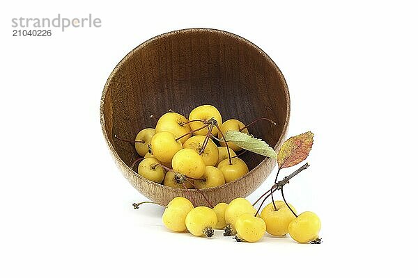 Crab apple or European wild apple isolated on white background. Wild apples are at risk of extinction