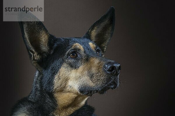 German shepherd mix in the studio