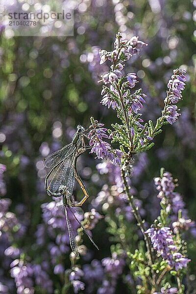 Emerald Damselfly (Lestes viridis)  mating wheel  Emsland  Lower Saxony  Germany  Europe