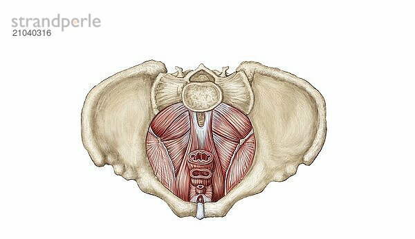 Pelvic diaphram of human female  superior view