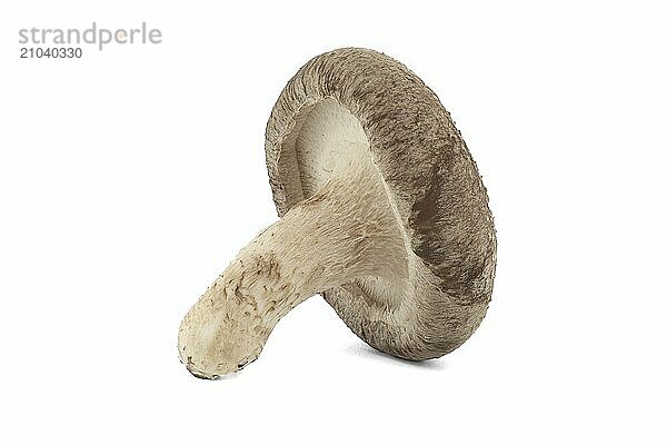 Shiitake mushrooms (Lentinula edodes) isolated on white background. Medicinal herbs and fungi