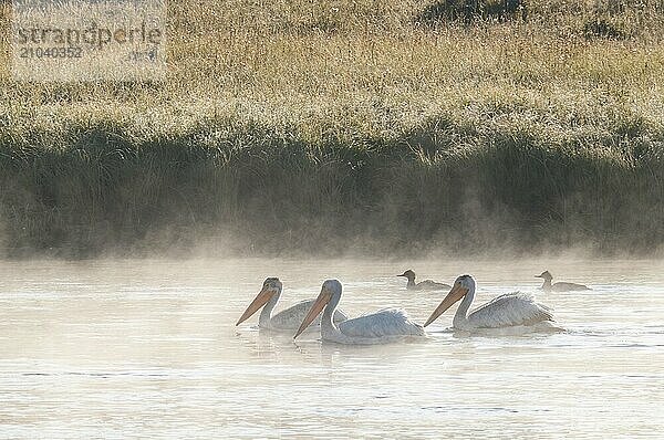 Three rhinoceros pelicans and two common mergansers swimming on the foggy Yellowstone River in Wyoming  Usa