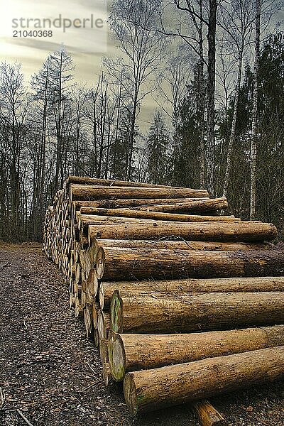 Stacked tree trunks by the side of the road in the forest. Tree material or renewable energy from natural raw materials