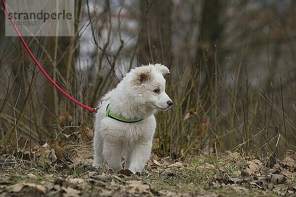 Island dog puppy