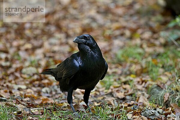 Common Raven  Corvus corax  Common Raven