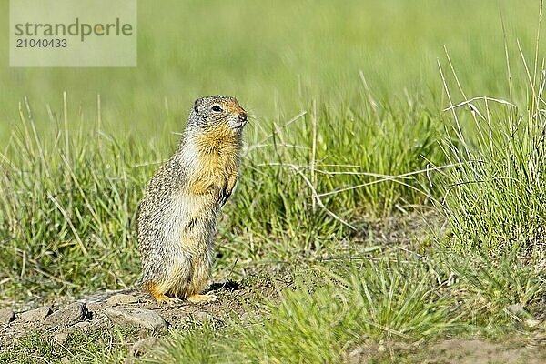 A small furry Columbian Ground Squirrel sits up on its hind legs at the Turnbull Wildlife Refuge near Cheney  Washington