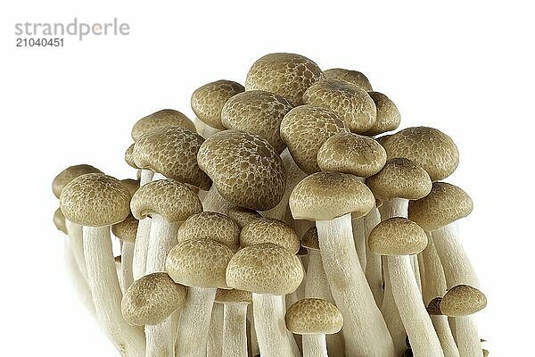 Shimeji mushrooms (Hypsizygus tessellatus) isolated on white background  type of edible mushroom that grows on beech trees