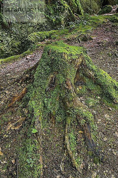 Mossy tree stump  Allgäu  Bavaria  Germany  Europe