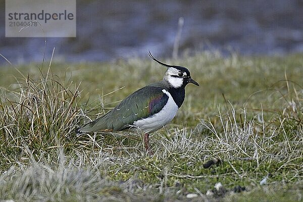 Kiebitz  Vanellus vanellus  Lapwing