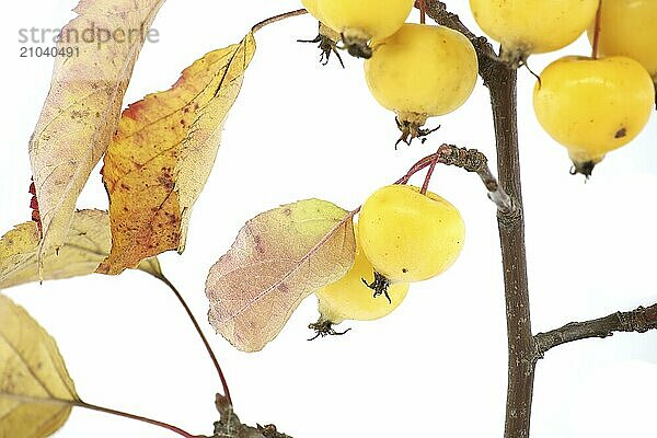 Ripe crab apples on the branch isolated on white background. Malus sylvestris  European crab apple  European wild apple or simply the crab apple