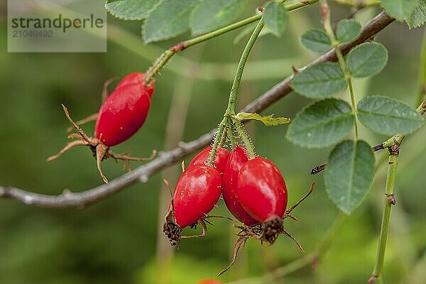 A close up of wild rose hips on a vine in north Idaho