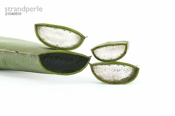 Aloe vera leaf slices showing the inside gel of the plant isolated on white background