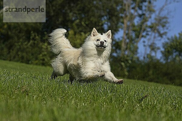 Racing Icelandic hound