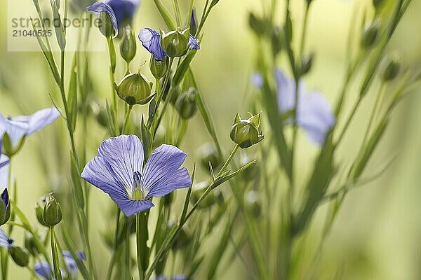 Flowering flax plant over blurred background  beautiful blue flax flower in selective focus