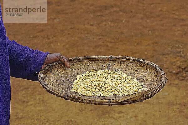 Raw coffee beans in tray