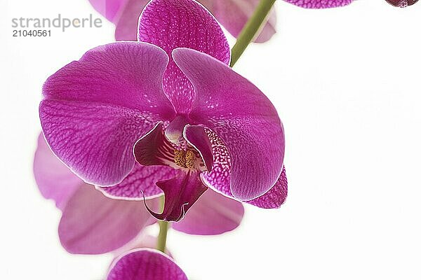 A studio photo of beautiful purple orchid flowers against a bright white background