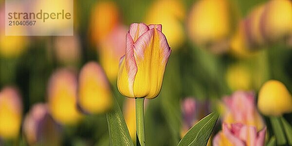 Every year  a colourful tulip exhibition takes place on the edge of the Swabian Alb