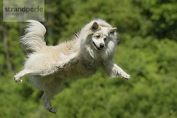 My flying Icelandic dog