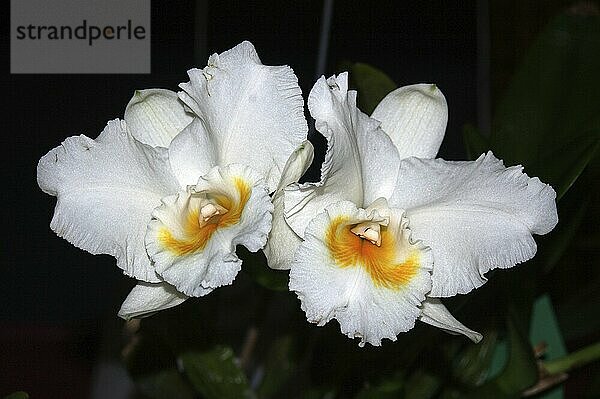 White cattleya orchids on black background