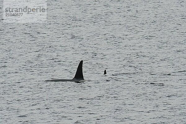 Two orcas swim in the Vartdalsfjorden in Norway