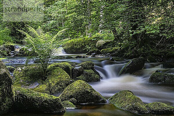 In the Monbach valley near Bad Liebenzell (northern Black Forest)