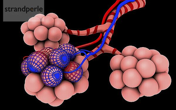 Conceptual image of alveoli