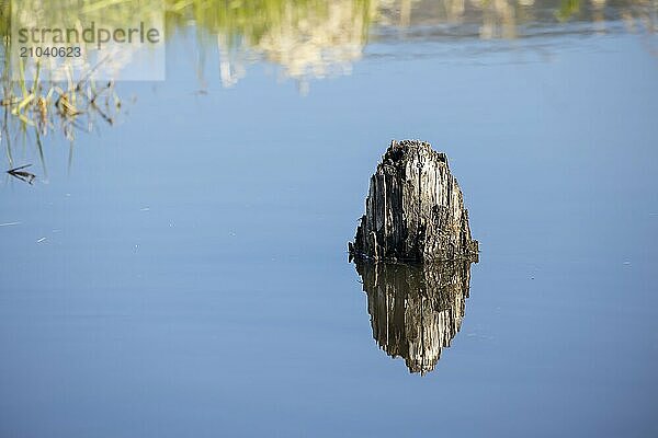 An abstract photo of a wooden stump in calm water wasting a mirror like reflection near Clark  Fork  Idaho