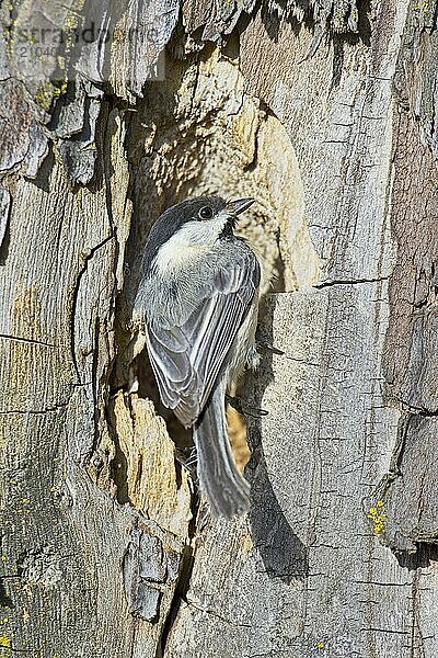 A small black capped chichadee is perched on the edge of a hole in a tree in Coeur d'Alene  Idaho