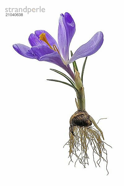 Whole plant of a purple crocus with bulb and roots cropped on white