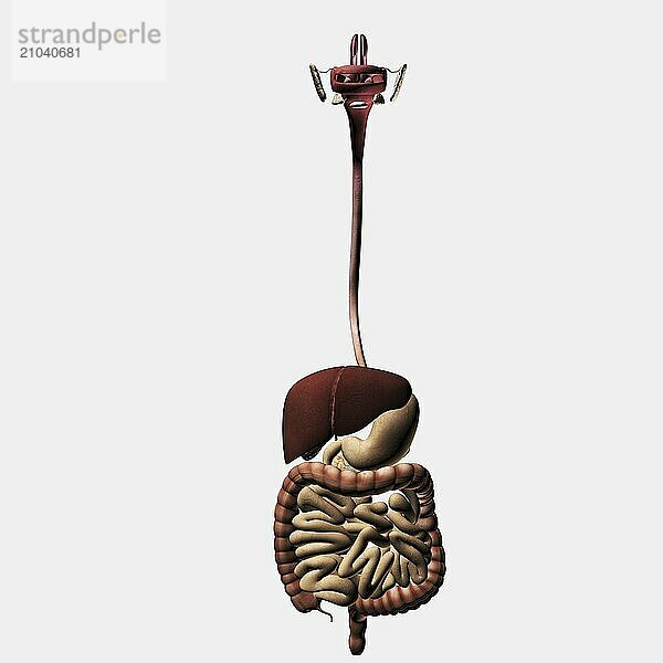 Medical illustration of the human digestive system  oral cavity  esophagus  liver  stomach  large intestine  small intestine