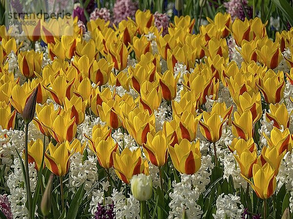 Large flower bed with yellow and orange tulips and white hyacinths in full bloom  Amsterdam  Netherlands