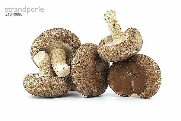 Raw shiitake mushrooms  known for their nutritional and medicinal properties  isolated on a white background  scientifically referred to as Lentinula edodes