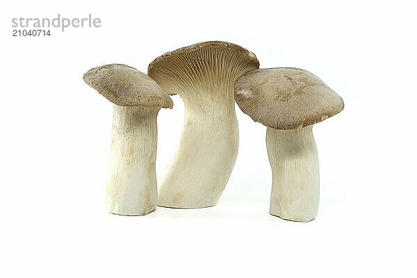 Pleurotus eryngii mushroom isolated on white background  also known as king trumpet mushroom  French horn mushroom  eryngi  king oyster mushroom  king brown mushroom