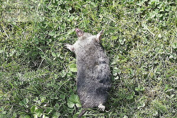 Mole (Talpa europaea)  Carcass  A dead mole lying on its back in the grass