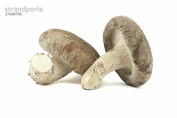 Shiitake mushrooms (Lentinula edodes) isolated on white background. Medicinal herbs and fungi