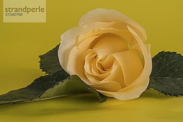 Yellow rose blossom on a yellow background