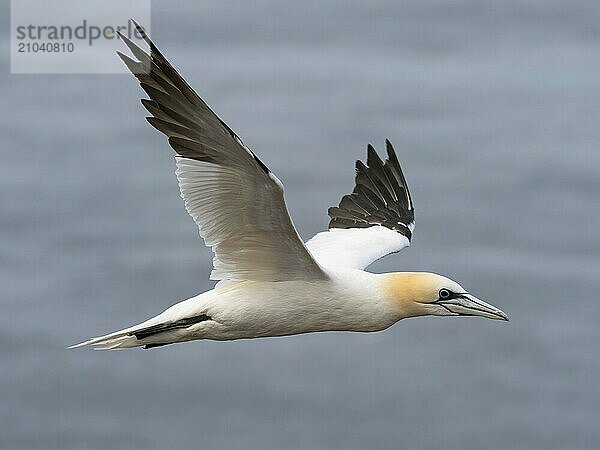 Gannet sick with wild bird flu